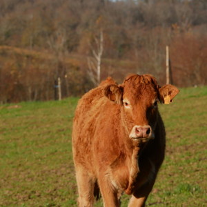 Vache limousine