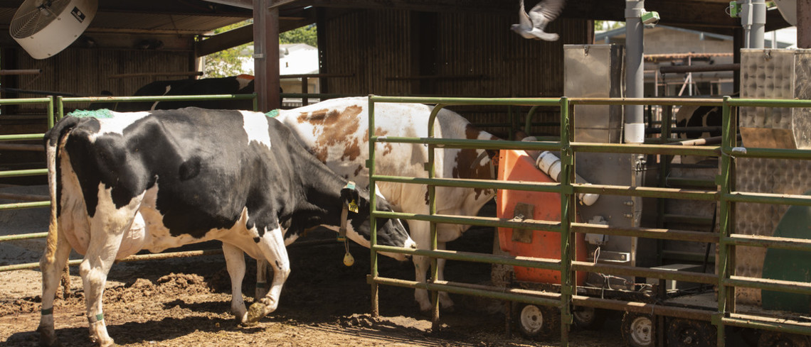 Vaches, méthane et changement climatique