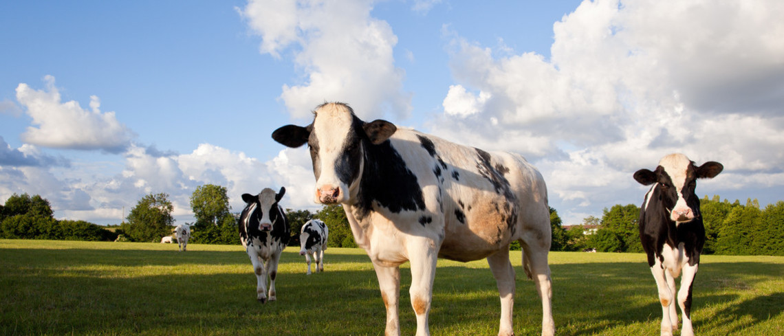 Lancement de l’application Boviwell pour évaluer le bien-être animal