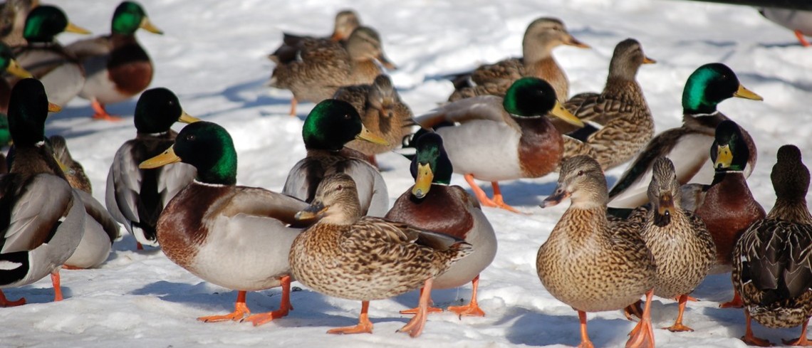 Canards en hiver