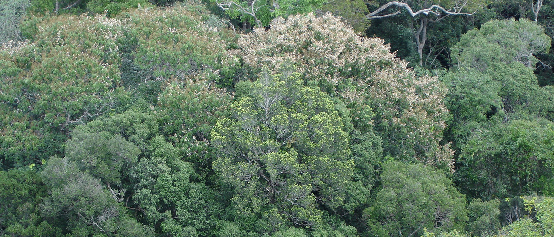 Forêt de Guyane