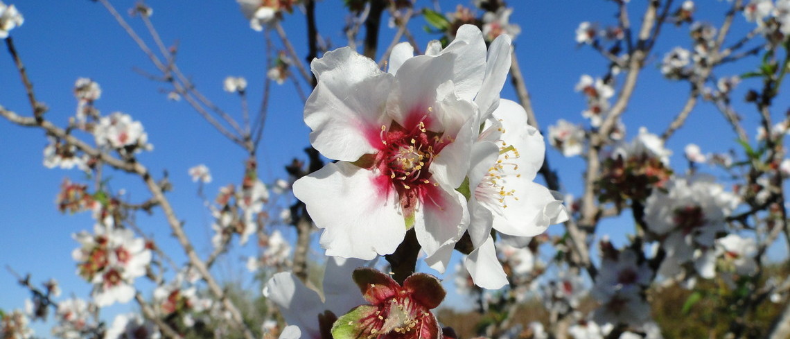 Fleur d'amandier