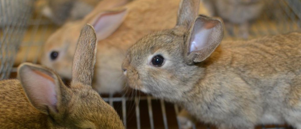 Lapins en cage