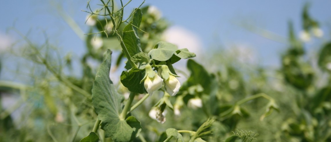 Pois protéagineux en fleur