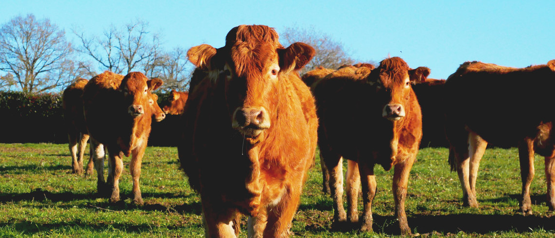 Protéines animales et végétales : un équilibre alimentaire à trouver 