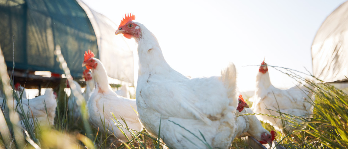 Nutrition animale : les professionnels misent sur la bonne dynamique de l’élevage français