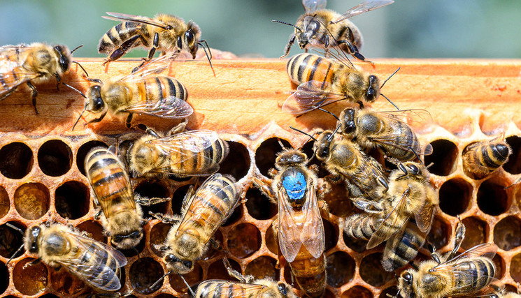 Des abeilles butinant autour d'une ruche en pleine saison de floraison.