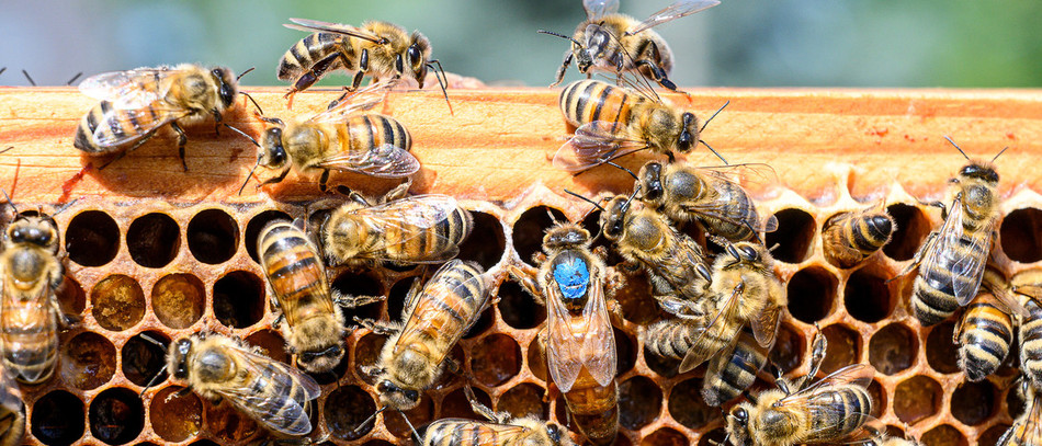 Des abeilles butinant autour d'une ruche en pleine saison de floraison.
