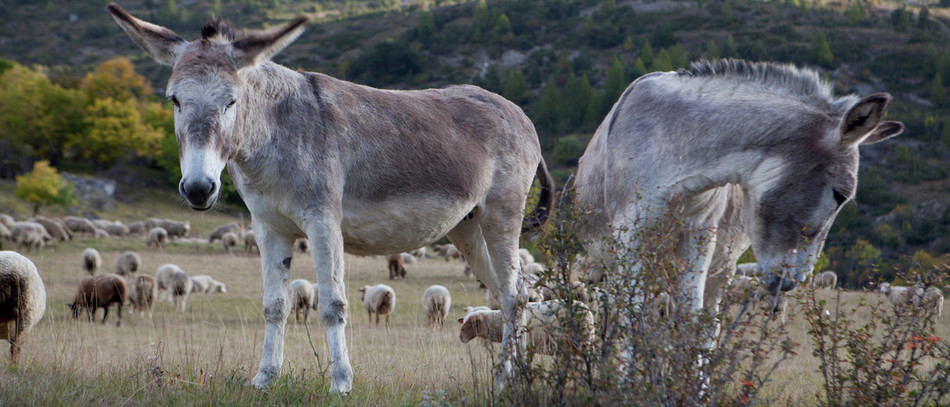 Des éleveurs utilisent l'âne pour la protection du troupeau.