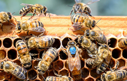 Des abeilles butinant autour d'une ruche en pleine saison de floraison.