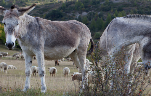 Des éleveurs utilisent l'âne pour la protection du troupeau.