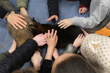 Être en contact avec les animaux et les caresser une privilège unique accordé aux enfants.