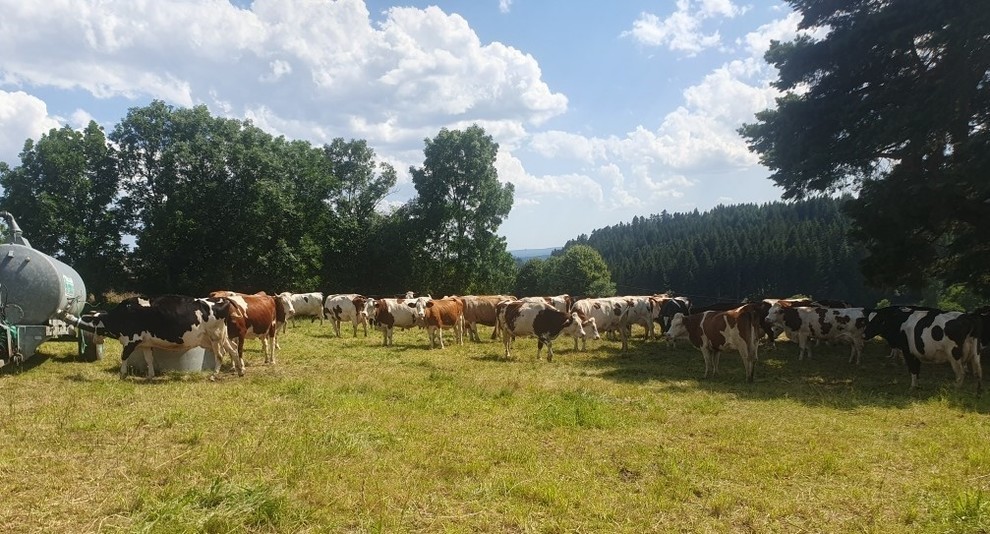 Vaches laitières.