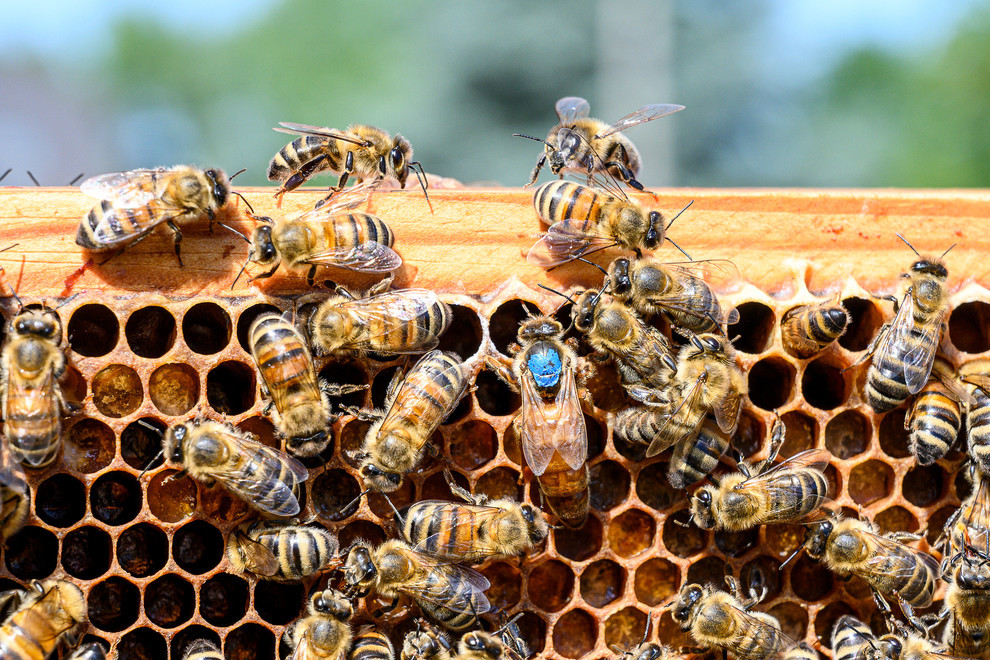 Abeilles autour de leur reine. 