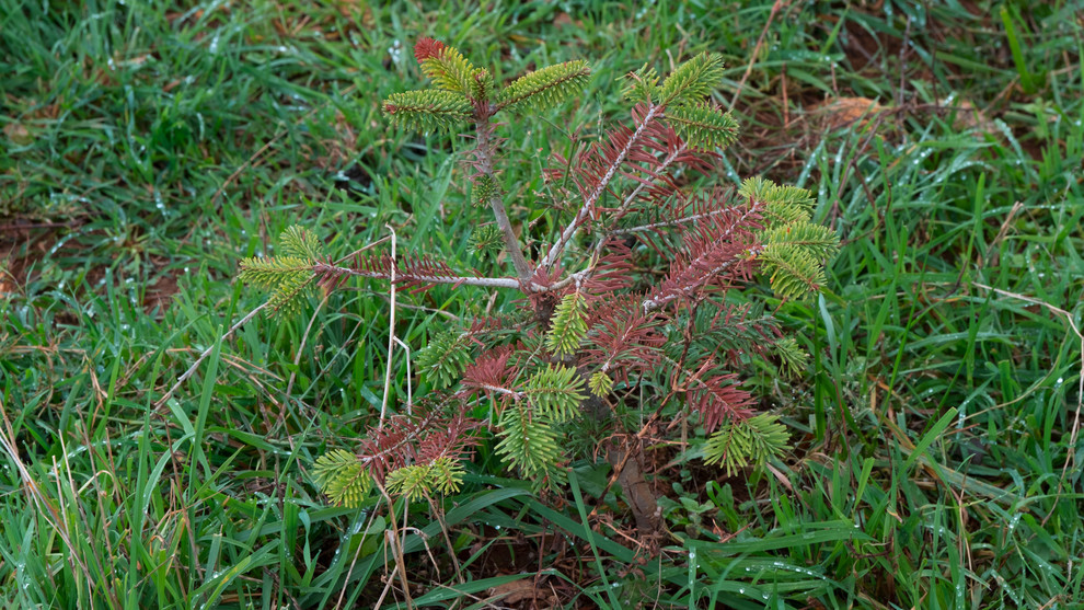 En automne, les sapins prennent une teinte marron. Crédit : Clémentine Vignon